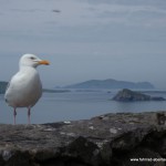 Ring of Kerry - Wild Atlantic Way