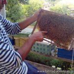 Bienenzucht vor Farap