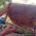 Bienenzucht vor Farap