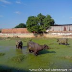 indische Buffalos