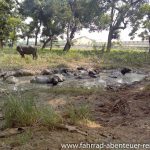 Buffalos im Vollbad