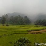 Reisterrassen in Nepal