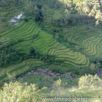 Reisterrassen in Nepal