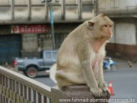 Affen in Asien