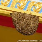 Bienen am Tempel in Thailand
