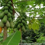 Papaya in Thailand