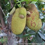 Jackfruit