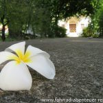 Frangipani im Wat Pa Fang