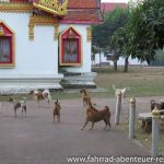 Hunde amTempel