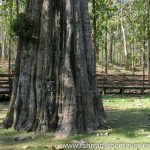 Ton Sak Yai National Park