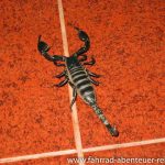 Skorpion in Nan