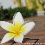 Plumeria in Laos