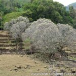 Wat Phou