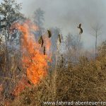 Reinigung mit Feuer