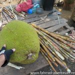 Jackfruit und Zuckerrohr