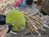 Jackfruit und Zuckerrohr