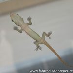 Gekko in Kambodscha