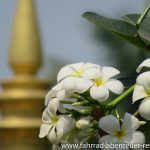 Plumeria in Laos