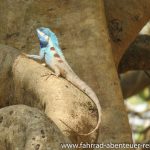 Leguan in Kambodscha