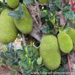 Jackfruit