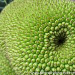 Jackfruit