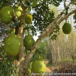 Jackfruit