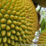 Jackfruit