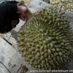 Durian, exotisch und teuer