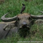 tierische Begegnungen