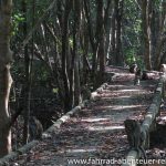 Mangrovenwald in Krabi