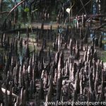 Mangrovenwald in Krabi