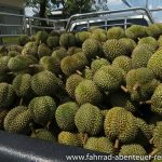 Durian