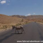 Esel-ein Hauptverkehrsmittel in Usbekistan