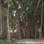 Der Park hinter den Petronas-Twin-Towers