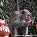 Affen auf Beutezug an den Batu Caves