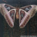 Butterfly-Park in Kuala Lumpur