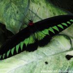 Butterfly-Park in Kuala Lumpur