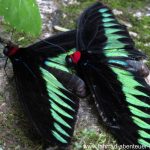 Butterfly-Park in Kuala Lumpur