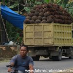 Palmöl-Ernte