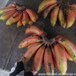 Bananen in allen Farben