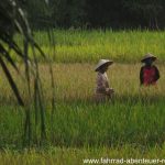 Reisanbau in Indonesien