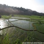 Reisfelder bei Liwa