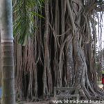 Mendut Buddhist Monastery