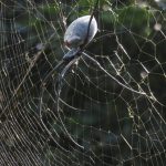 große Spinnen in Indonesien