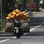 Kokosnüsse ohne Ende - Reiseinfos Indonesien