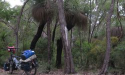 der Grasbaum in Australien