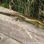 ein Skink