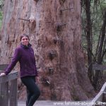 Gloucester Tree - Karribaum in Australien
