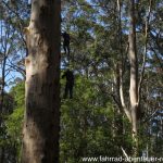 Glouchester Tree - Karribaum in Australien