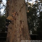 Bicentennial Tree - Karribaum in Australien